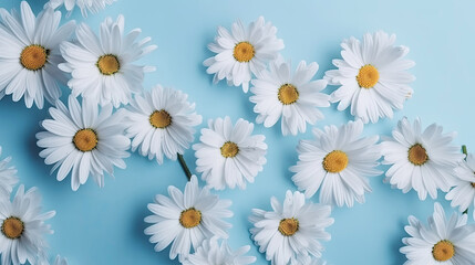 Fresh white daisies on light pastel blue background with Generative AI Technology