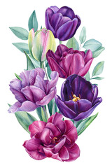 Fototapeta premium Spring flower. tulips flowers on an isolated white background, watercolor botanical painting. Floral design