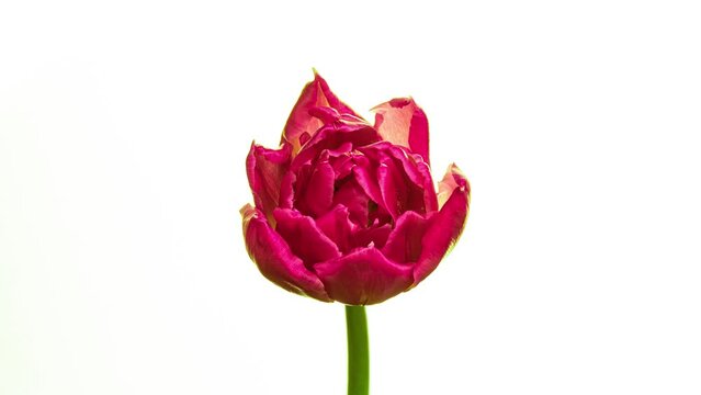 Timelapse of red tulip flower blooming on white background, Timelapse of red tulip flowers opening. Springtime. Mother's day, Holiday, Love, birthday, Easter. Viva Magenta.