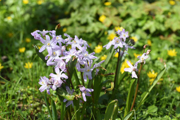 Spring. Spring flowers in the forest