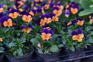 Bright pansies close-up. Macro. Spring