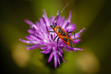 butterfly on a flower