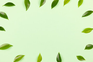 Green leaves isolated on green