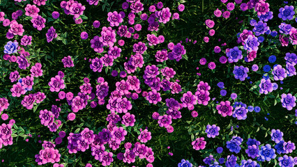 Beautiful Valentine's Day Background with Multicolored Flowers. Floral Wallpaper with Pink and Purple Roses.