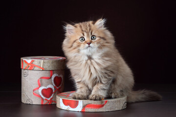 Little fluffy kitten with gift boxes. Cute fluffy british kitten