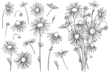 Chamomile flowers set. Vector linear illustration isolated on white background. Line art, engraving style. Medicinal plant, ingredient in herbal tea and natural cosmetics.