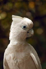 Solomons cockatoo (Cacatua ducorpsii), also known as the Ducorps's cockatoo, Solomons corella or broad-crested corella, portrait of a white parrot on a colored background.