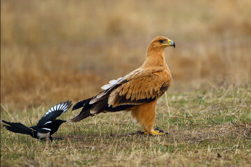 Spanish imperial eagle (Aquila adalberti), also Iberian imperial eagle, sitting on the ground and a magpie pulling him by the tail in a yellow autumn meadow. 