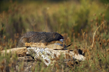 The Egyptian mongoose (Herpestes ichneumon), also known as ichneumon, mongoose with prey. The mongoose eats the remains of a pigeon in the yellow grass.