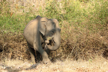 The Indian elephant (Elephas maximus indicus), a young female feeds on dry grass during the dry season in the Indian jungle.
