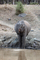 The Indian elephant (Elephas maximus indicus), a young male without tusks at a watering hole. His drops fall back into the water.