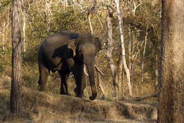 The Indian elephant (Elephas maximus indicus), a large tusker in the dry Indian jungle. A dangerous male in must.