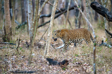 The Indian leopard (Panthera pardus fusca), a large male in a tropical deciduous forest. A large leopard in a typical dry jungle environment.