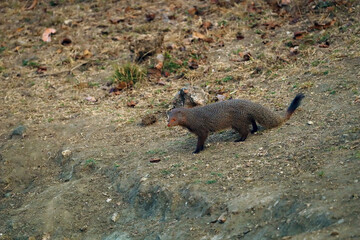 The Indian grey mongoose (Urva edwardsii) on the dirt near a watering hole in the dry season.