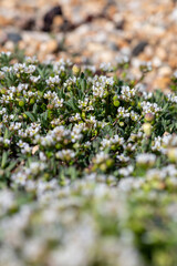 Close up of scurvygrass (cochlearia officinalis) flowers in bloom