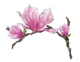 Watercolor branch of Magnolia flowers white background. Hand Drawing Botanical Illustrations, isolated