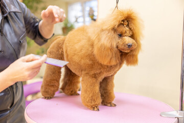 poodle hairstyle. The groomer is combing the dog. Pet grooming. Animal standing on the grooming table.