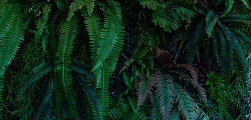Group of dark green tropical leaves background, Nature Lush Foliage Leaf Texture, tropical leaf