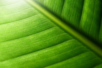 Macro shot of strelitzia leaf structure