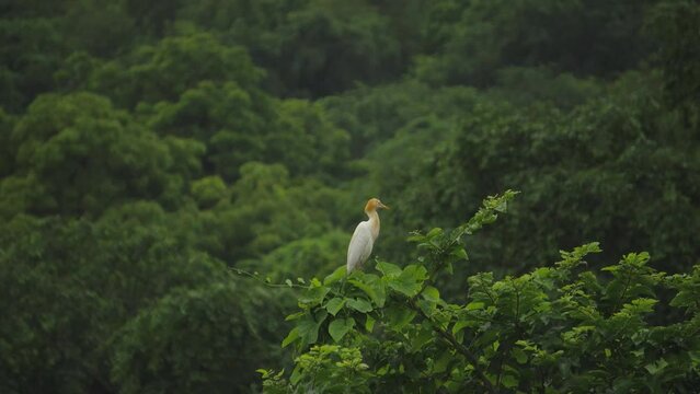 A cattle Egret or Bubulcus ibis on tree after Rain in Gwalior Madhya Pradesh