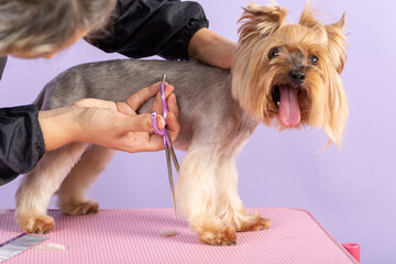 professional groomer cuts long-haried dog paws, animal foot care cuting fur