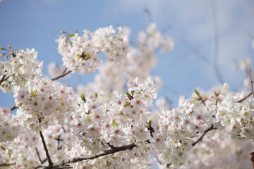 桜