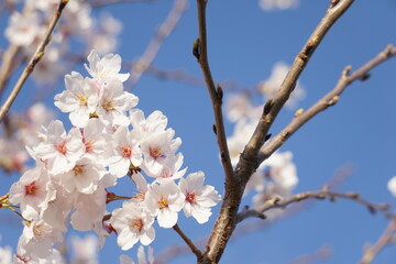 Obraz premium 桜