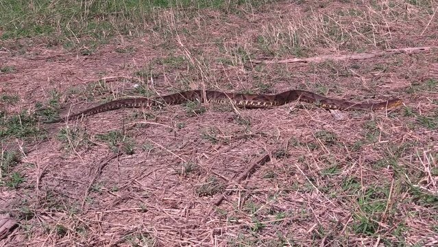 Fer-de-Lance, nauyaca, Botrhops asper full body crawls on the ground Uxpanapa, Veracruz, Mexico.