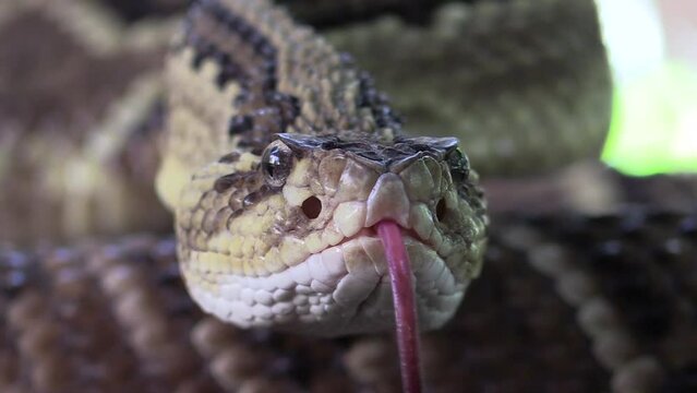 South American rattlesnake, Cascabel tropical, Crotalus durissus, closed up head aspects of tongue, thermoreceptors, skin scales. terrifying La Mancha, Veracruz, M&eacute;xico.
