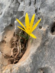 Wild Sternbergia lutea. Single fragile flower blooming in recess of a rocky stone. Winter or fall daffodil, lily-of-the-field, yellow autumn crocus, native in Greek mountains around Athens, Greece.