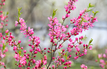 decorative almond blooming in spring