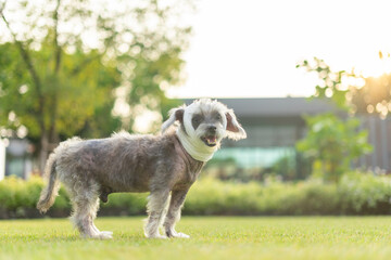 Dog with head injury recuperates and takes a walk on the lawn After receiving treatment from a veterinarian. The dog had a wound on his head with a bandage around his head.