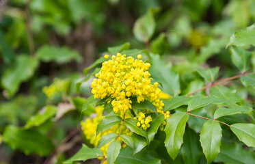 Magonia blooming in the spring in a flower bed