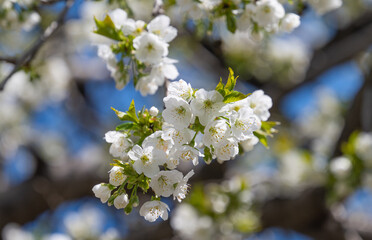 cherry flowers on a tree on a sunny day