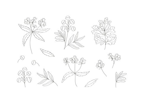 Set of medicinal herbs botanical elements. Leaves, flowers, twigs are drawn by hand with black lines