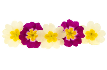 primrose flower isolated