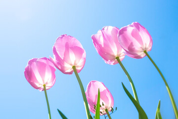 ピンクのチューリップと青空