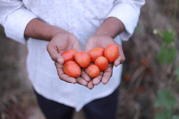Indian farmer holding tomato in hands, happy farmer