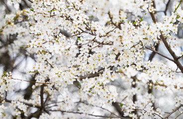 background of white cherry plum flowers