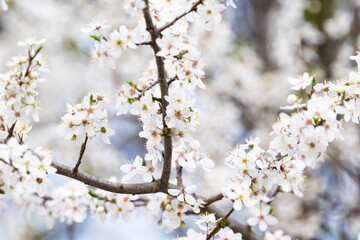 background of white cherry plum flowers