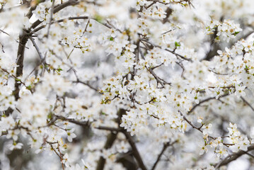 background of white cherry plum flowers