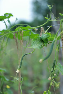 Indian Chinese okra farmin, farmer holding baby Chinese okra in farm 