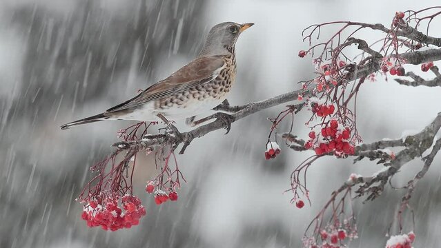Difficult life in the winter season, the fieldfare eats rowan berries under snowstorm (Turdus pilaris)