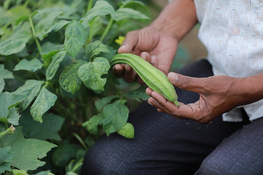 Indian Chinese okra farmin, farmer holding baby Chinese okra in farm 