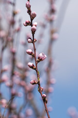 sakura flowers blooming in spring