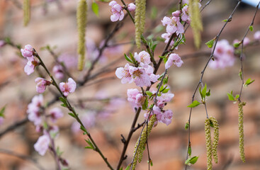 sakura flowers blooming in spring