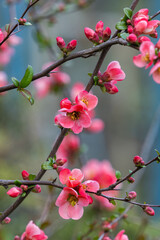 Fototapeta na wymiar Chinese quince blooming in spring