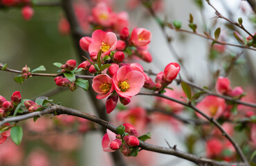 Chinese quince blooming in spring
