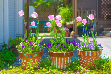 チューリップの鉢植え