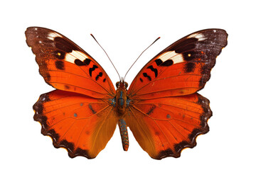 Fototapeta premium Beautiful butterfly isolated on transparent background. Generative Ai